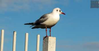 Tartarughe con la salmonella e gabbiani con batteri: Pochi rischi per noi ma meglio stare attenti